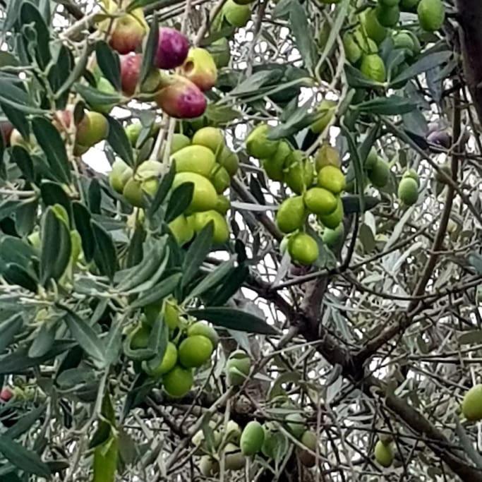 A L'Ombre Du Chene Gites Eden En Cevennes Anduze Ngoại thất bức ảnh